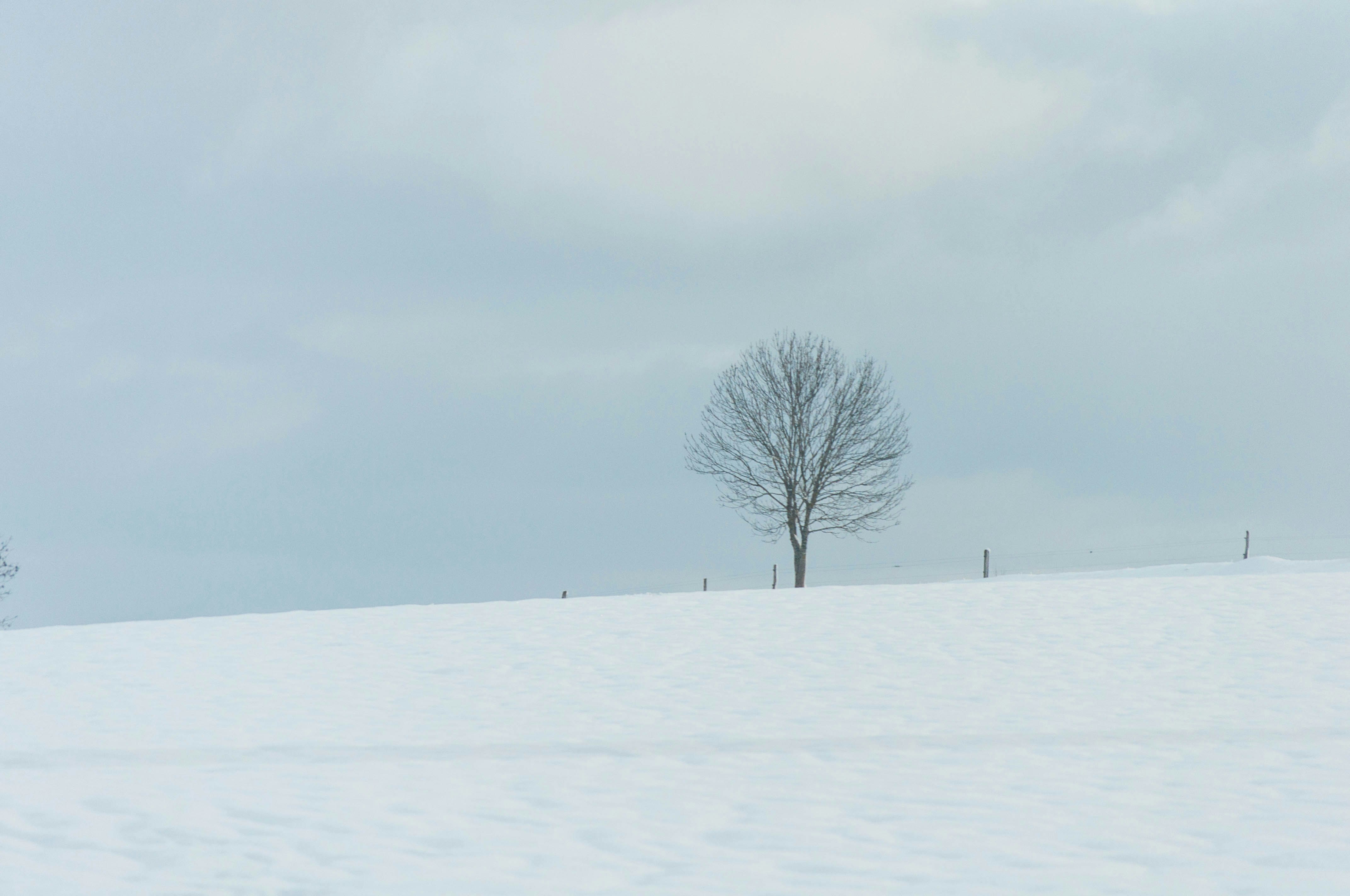 bare tree on snow covered field under gray sky